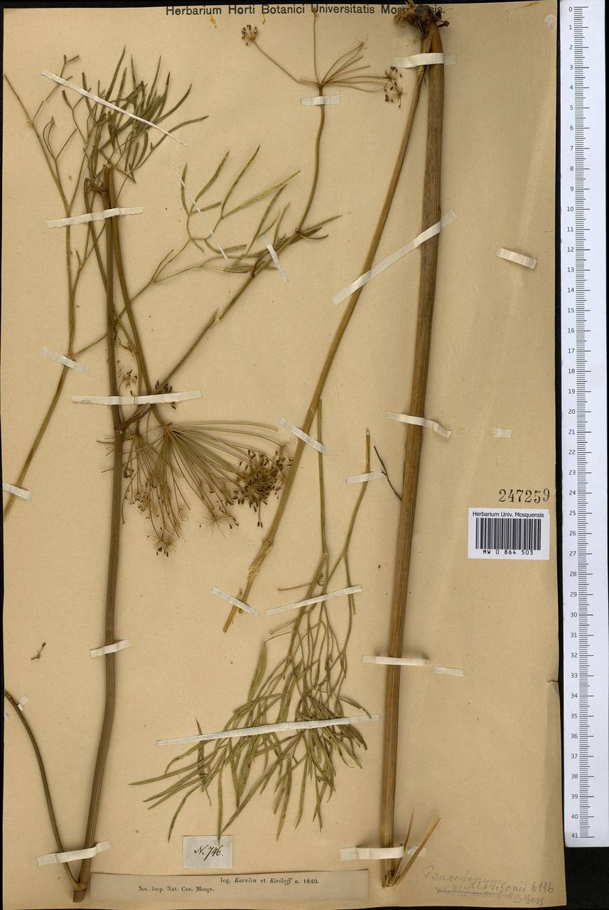 Peucedanum morisonii Besser, Middle Asia, Muyunkumy, Balkhash & Betpak-Dala (M9) (Kazakhstan)