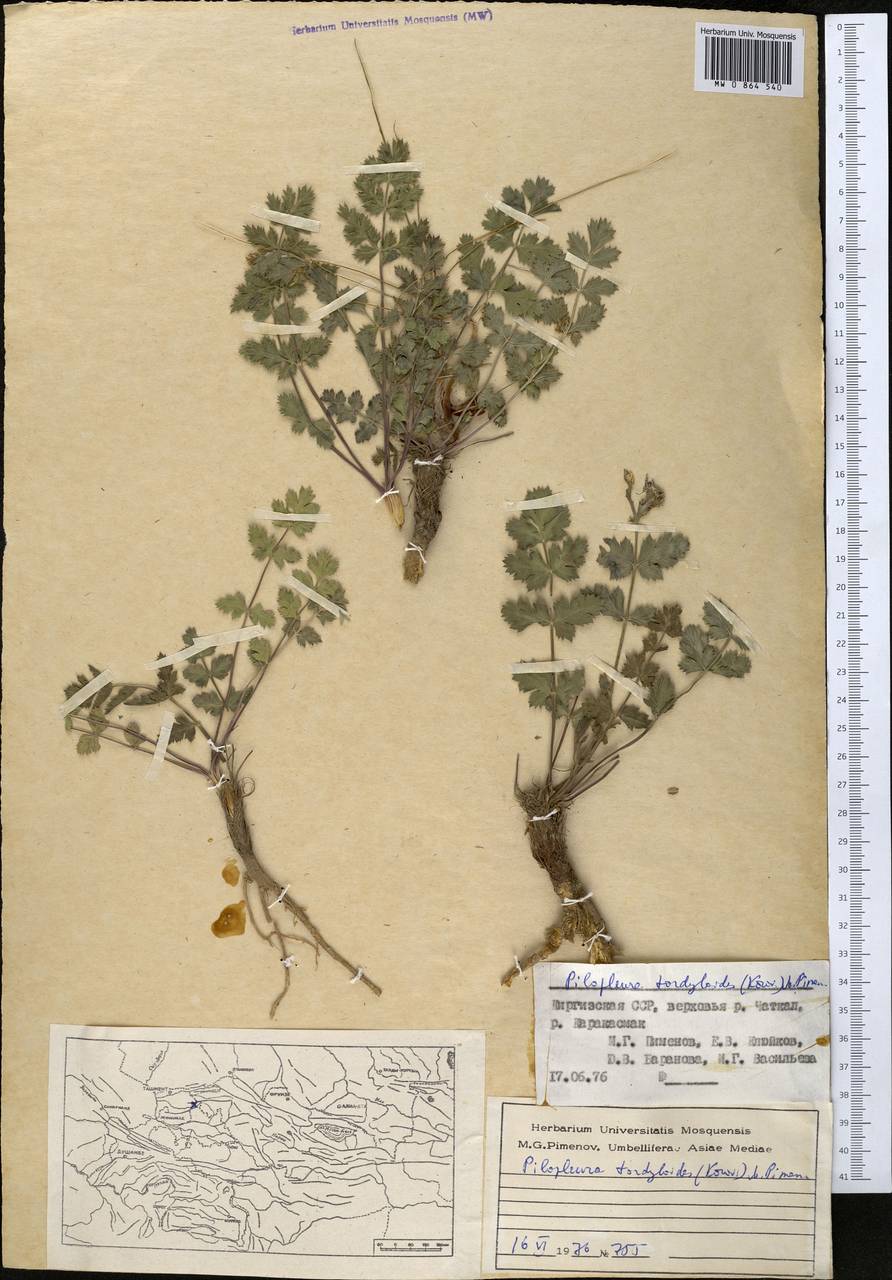 Pilopleura tordyloides (Korovin) Pimenov, Middle Asia, Western Tian Shan & Karatau (M3) (Kyrgyzstan)