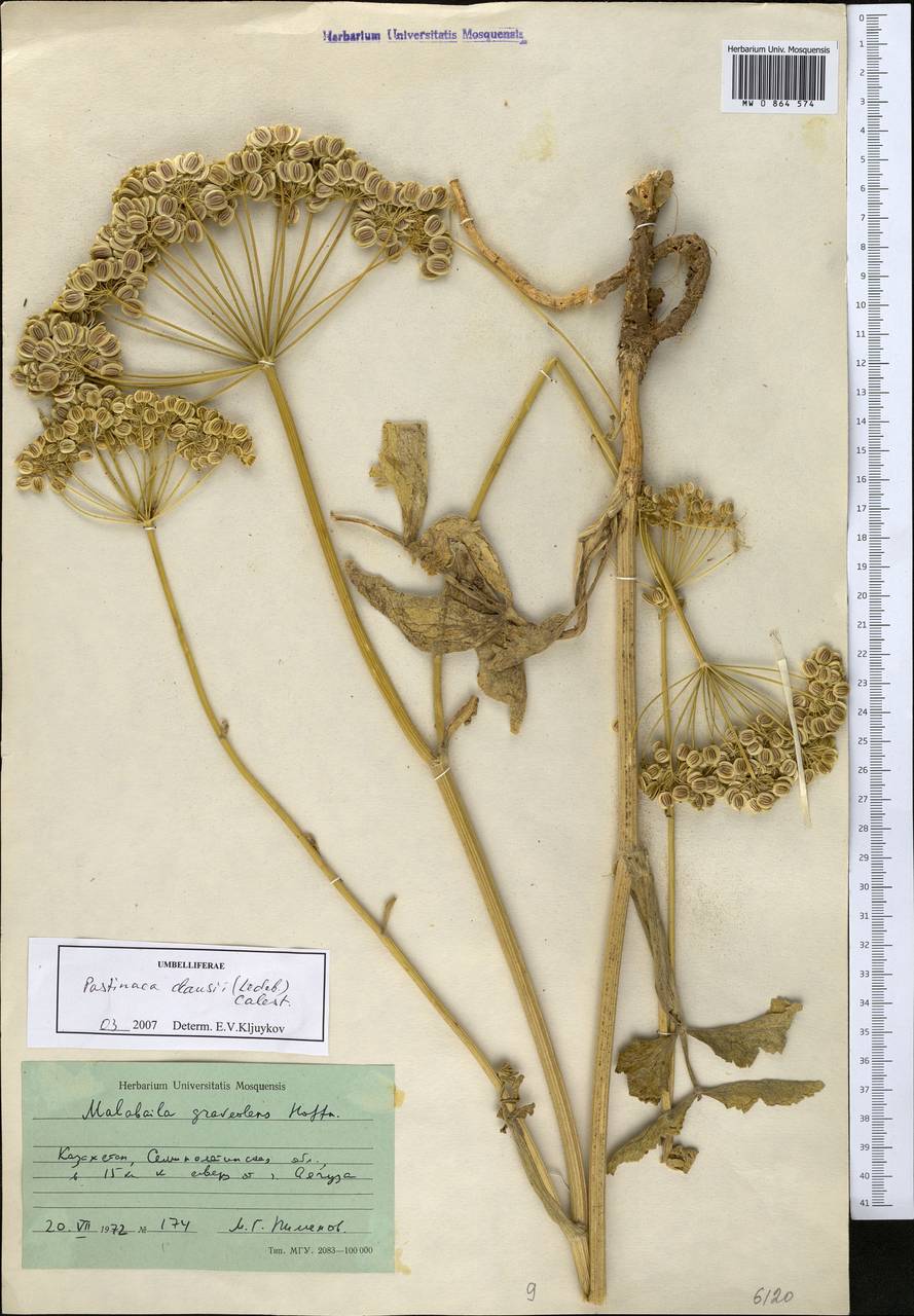 Pastinaca clausii (Ledeb.) Calest., Middle Asia, Muyunkumy, Balkhash & Betpak-Dala (M9) (Kazakhstan)