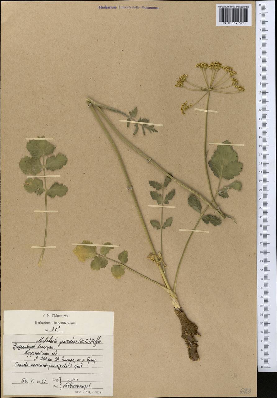 Pastinaca clausii (Ledeb.) Calest., Middle Asia, Northern & Central Kazakhstan (M10) (Kazakhstan)