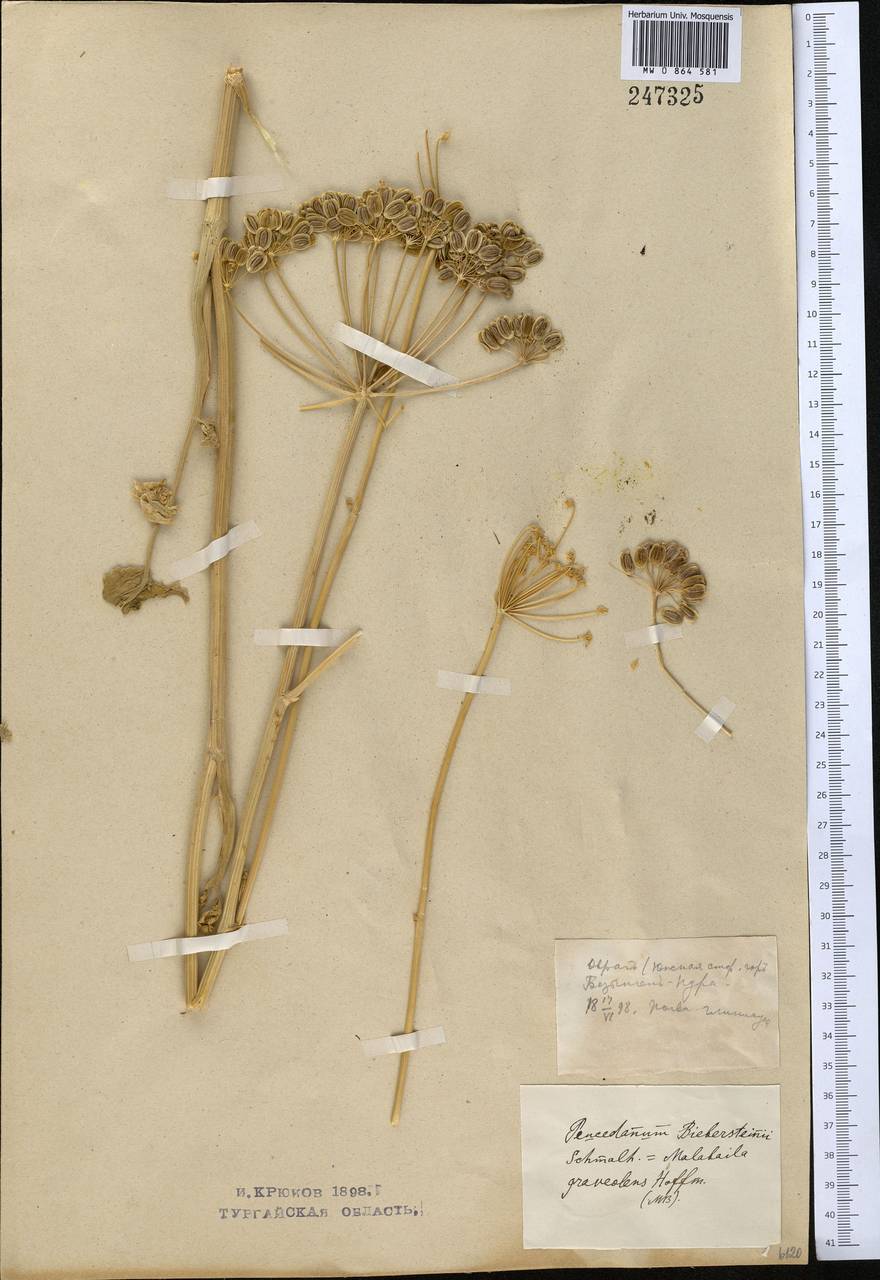 Pastinaca clausii (Ledeb.) Calest., Middle Asia, Northern & Central Kazakhstan (M10) (Kazakhstan)