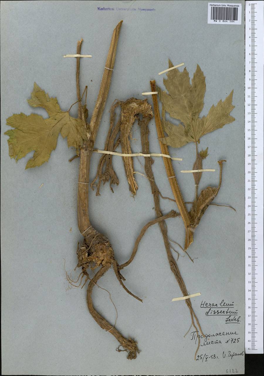 Heracleum dissectum Ledeb., Middle Asia, Western Tian Shan & Karatau (M3) (Uzbekistan)