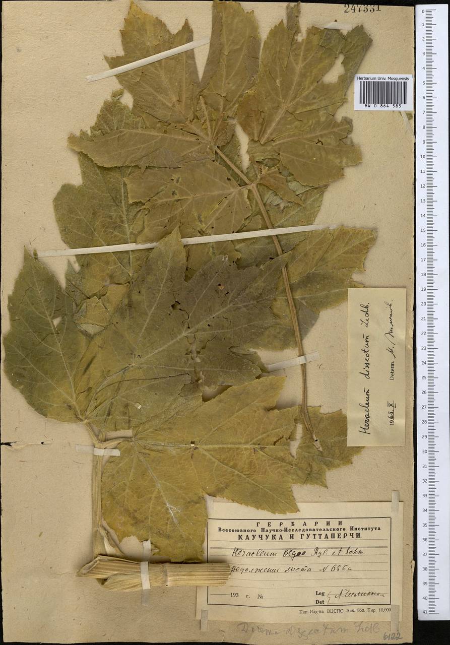 Heracleum dissectum Ledeb., Middle Asia, Western Tian Shan & Karatau (M3) (Kazakhstan)