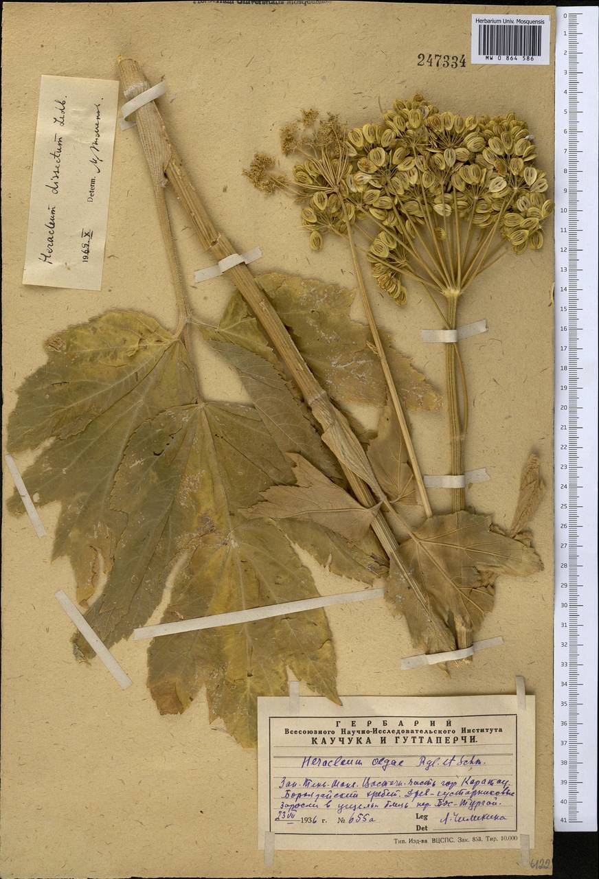 Heracleum dissectum Ledeb., Middle Asia, Western Tian Shan & Karatau (M3) (Kazakhstan)