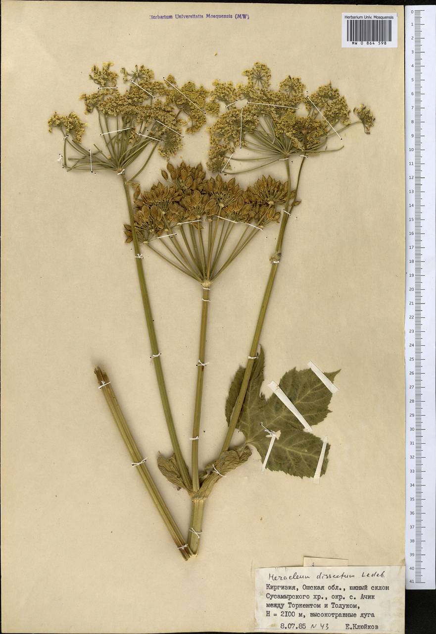 Heracleum dissectum Ledeb., Middle Asia, Northern & Central Tian Shan (M4) (Kyrgyzstan)