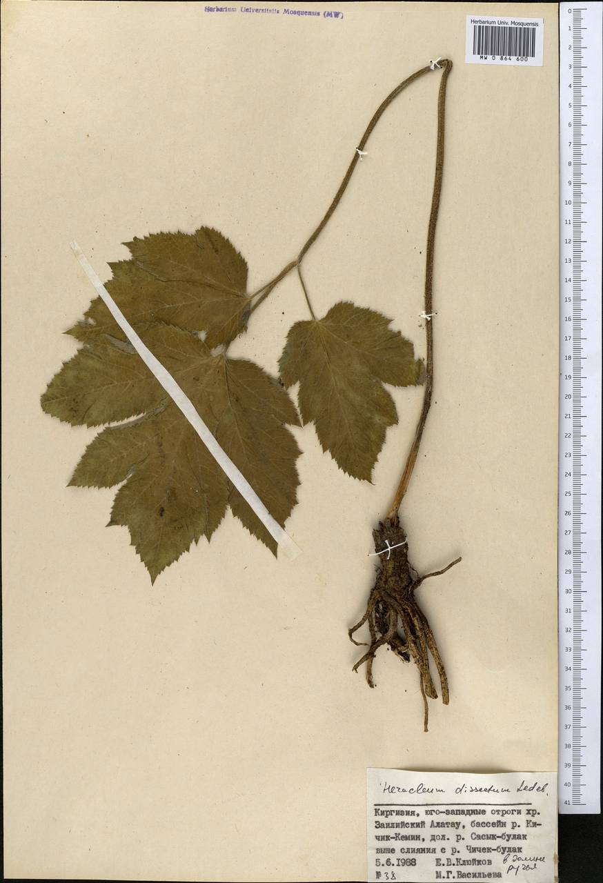 Heracleum dissectum Ledeb., Middle Asia, Northern & Central Tian Shan (M4) (Kyrgyzstan)