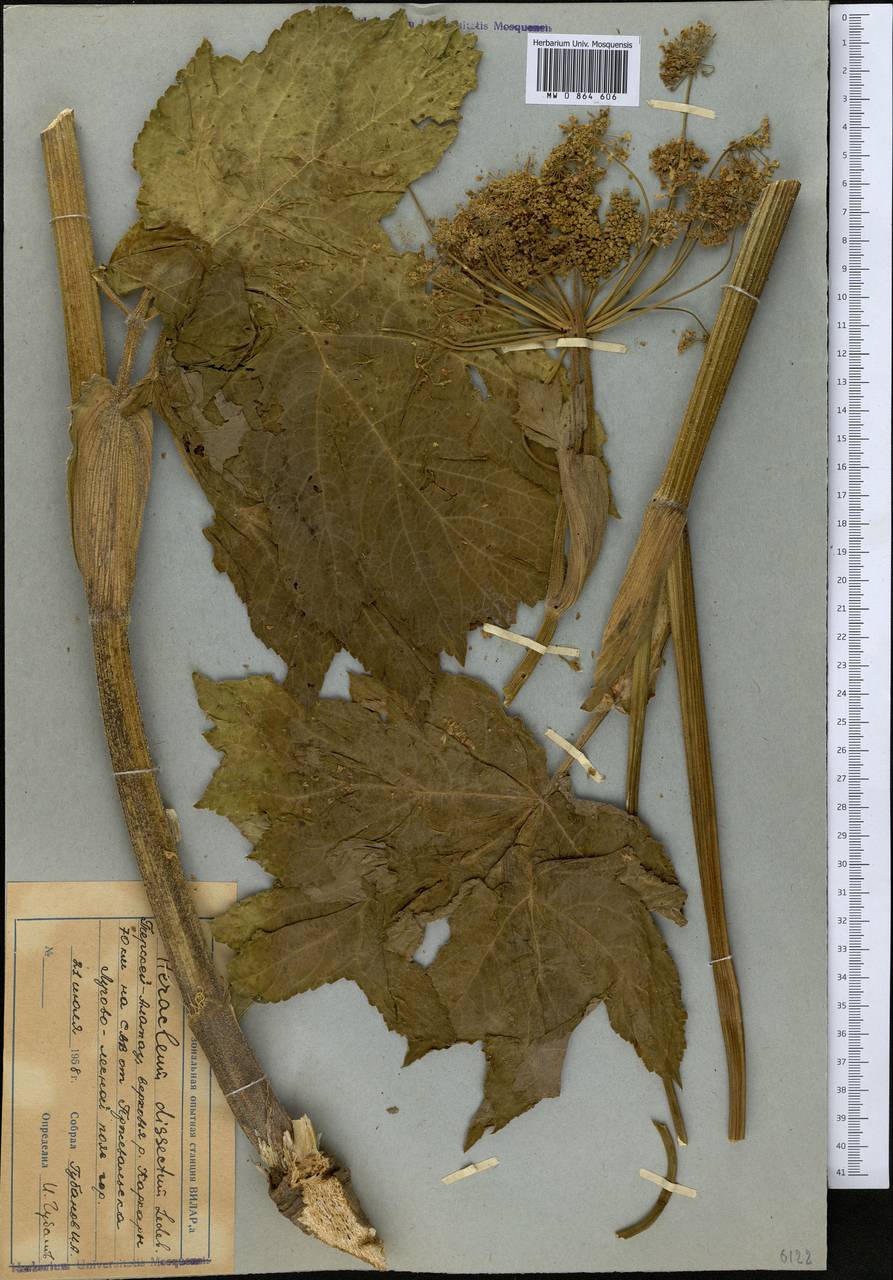 Heracleum dissectum Ledeb., Middle Asia, Northern & Central Tian Shan (M4) (Kyrgyzstan)