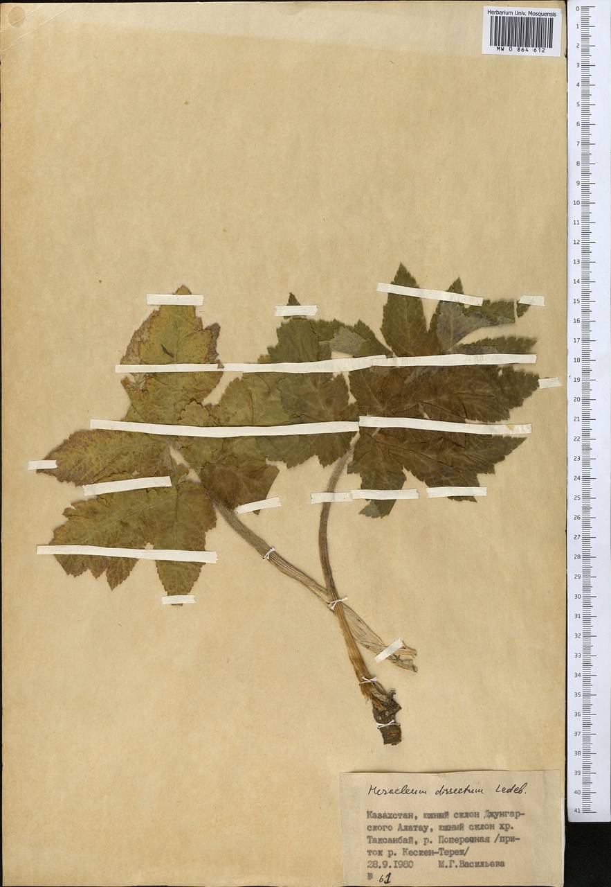 Heracleum dissectum Ledeb., Middle Asia, Dzungarian Alatau & Tarbagatai (M5) (Kazakhstan)