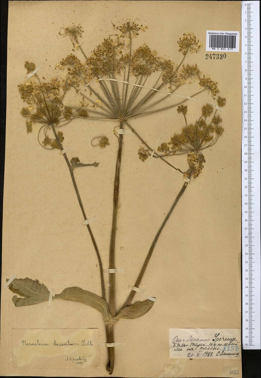 Heracleum dissectum Ledeb., Middle Asia, Dzungarian Alatau & Tarbagatai (M5) (Kazakhstan)