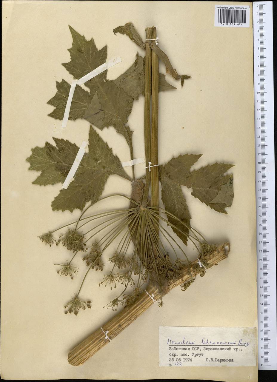 Heracleum lehmannianum Bunge, Middle Asia, Pamir & Pamiro-Alai (M2) (Uzbekistan)