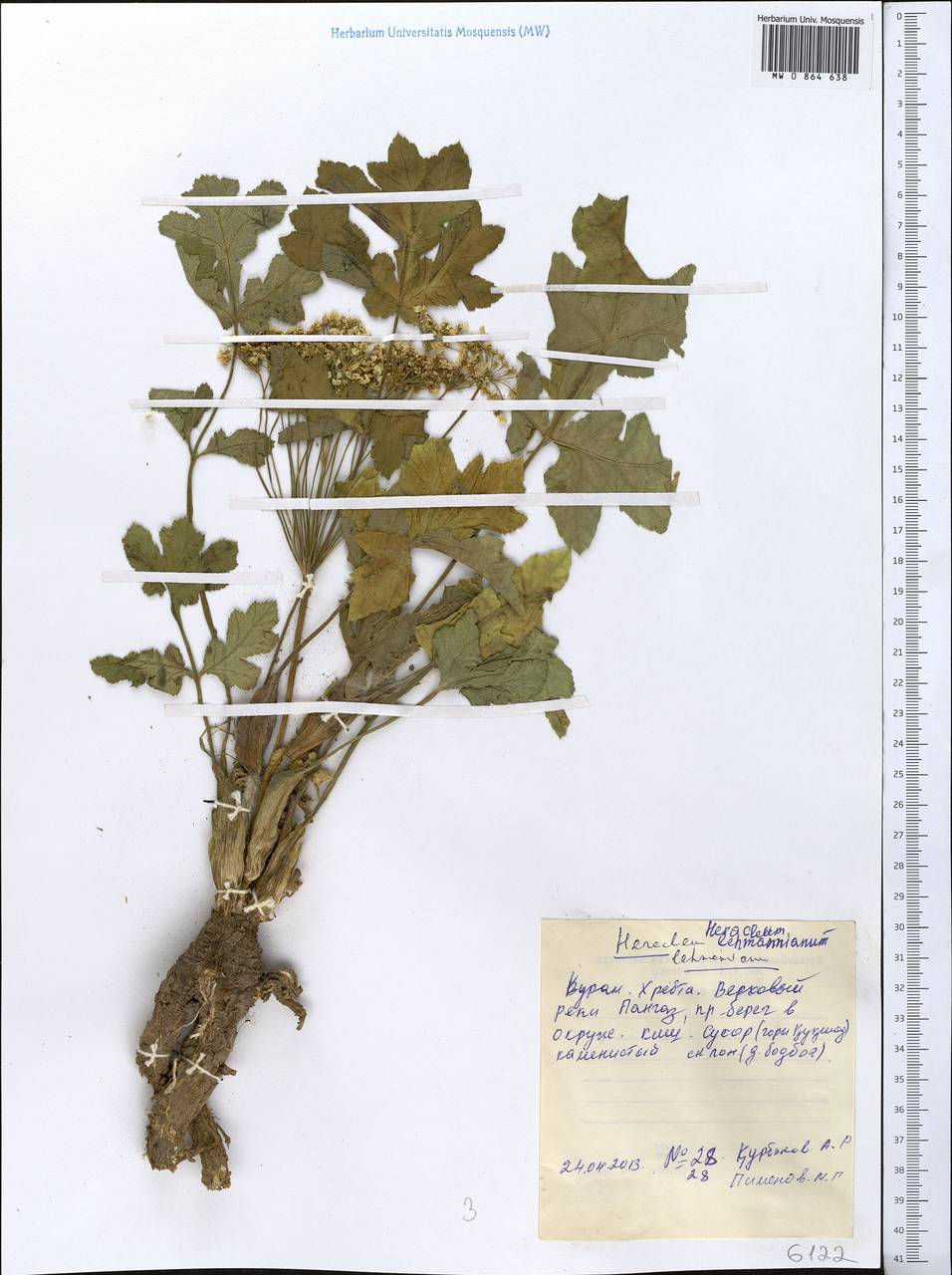 Heracleum lehmannianum Bunge, Middle Asia, Western Tian Shan & Karatau (M3) (Tajikistan)