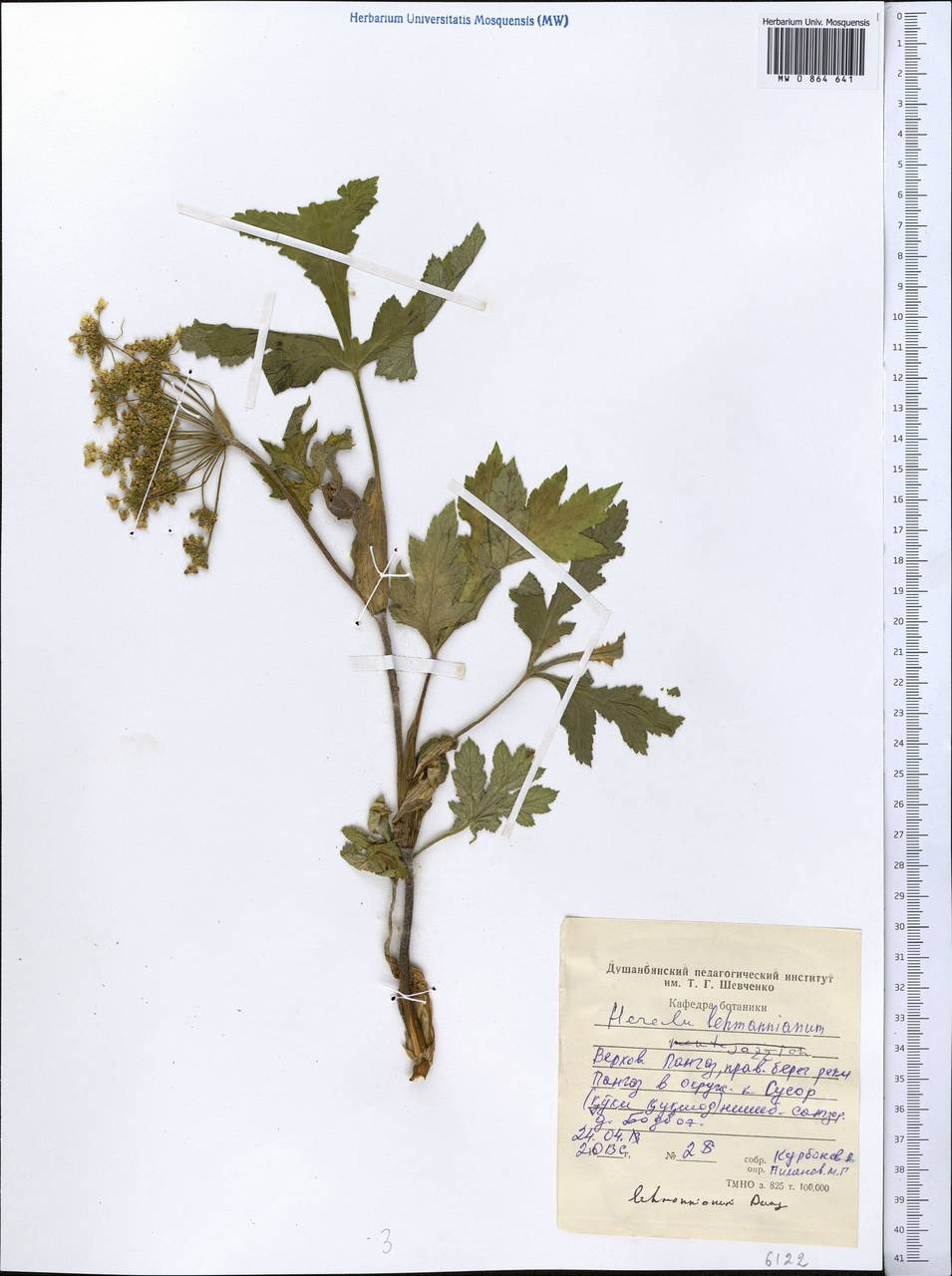 Heracleum lehmannianum Bunge, Middle Asia, Western Tian Shan & Karatau (M3) (Tajikistan)