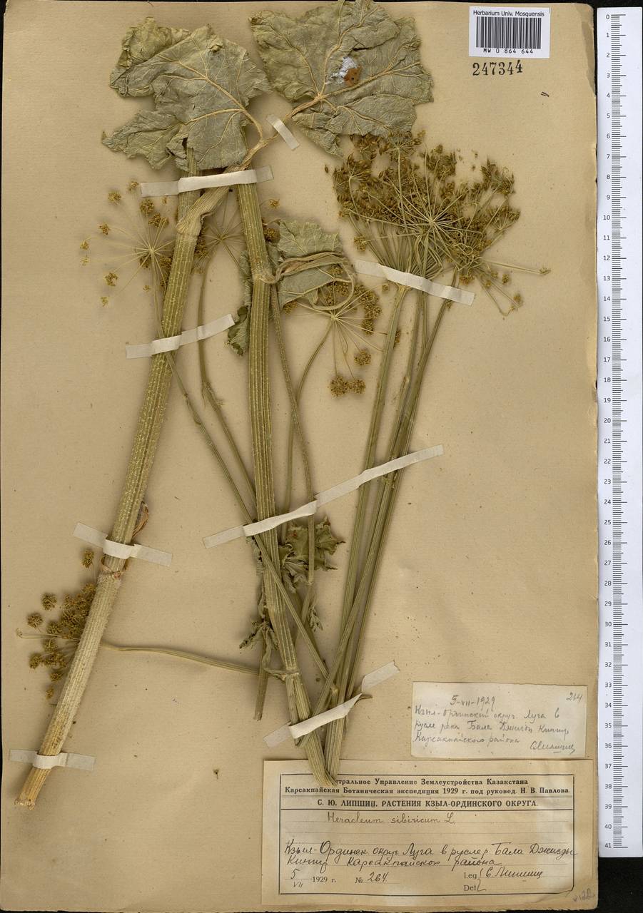 Heracleum sphondylium subsp. sibiricum (L.) Simonk., Middle Asia, Muyunkumy, Balkhash & Betpak-Dala (M9) (Kazakhstan)