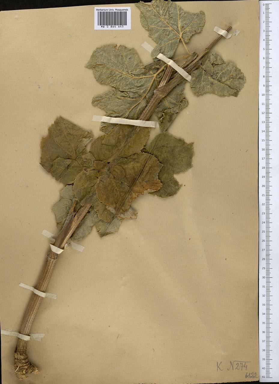 Heracleum sphondylium subsp. sibiricum (L.) Simonk., Middle Asia, Muyunkumy, Balkhash & Betpak-Dala (M9) (Kazakhstan)