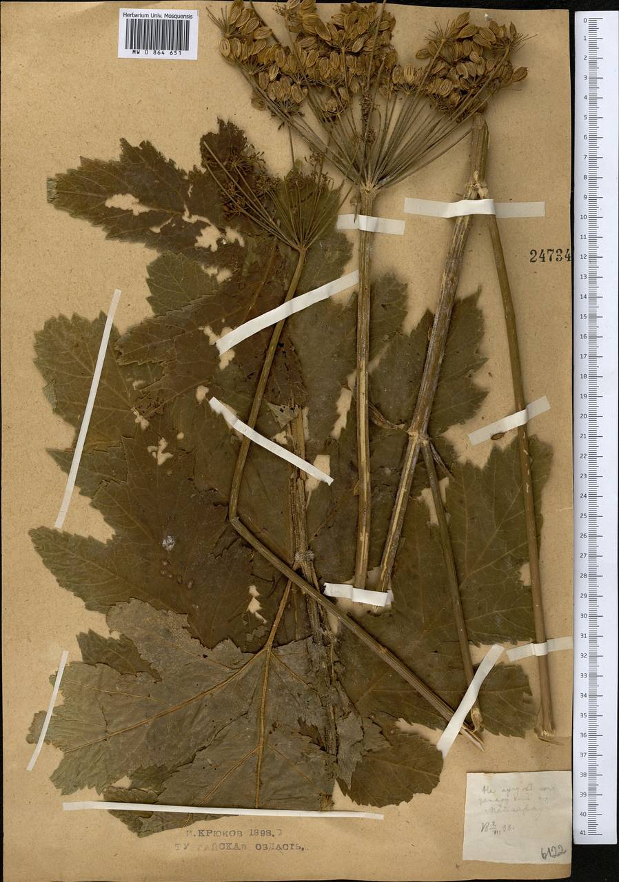 Heracleum sphondylium subsp. sibiricum (L.) Simonk., Middle Asia, Northern & Central Kazakhstan (M10) (Kazakhstan)