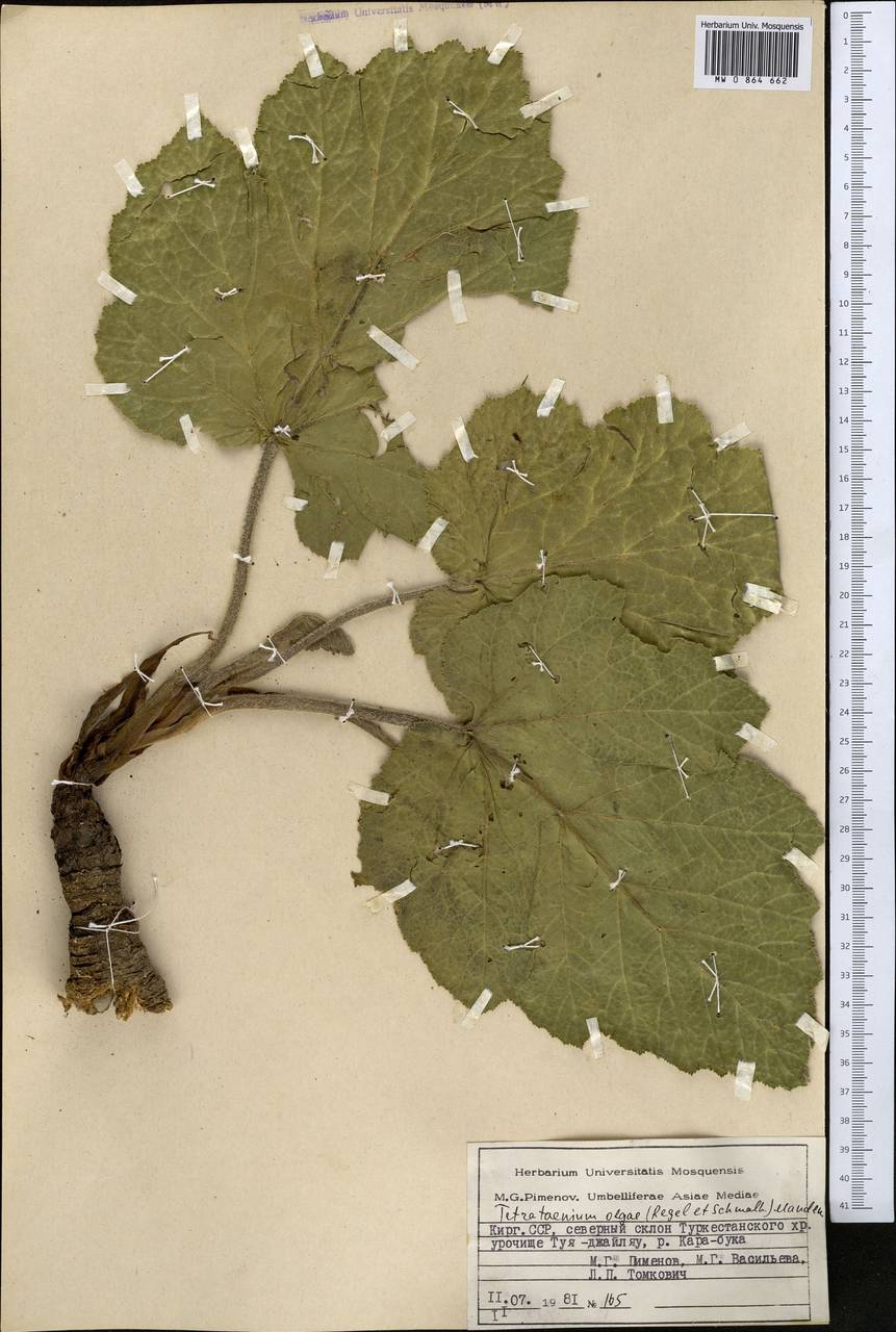 Tetrataenium olgae (Regel & Schmalh.) Manden., Middle Asia, Pamir & Pamiro-Alai (M2) (Kyrgyzstan)