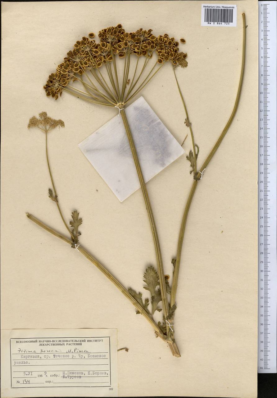 Zosima korovinii Pimenov, Middle Asia, Northern & Central Tian Shan (M4) (Kyrgyzstan)