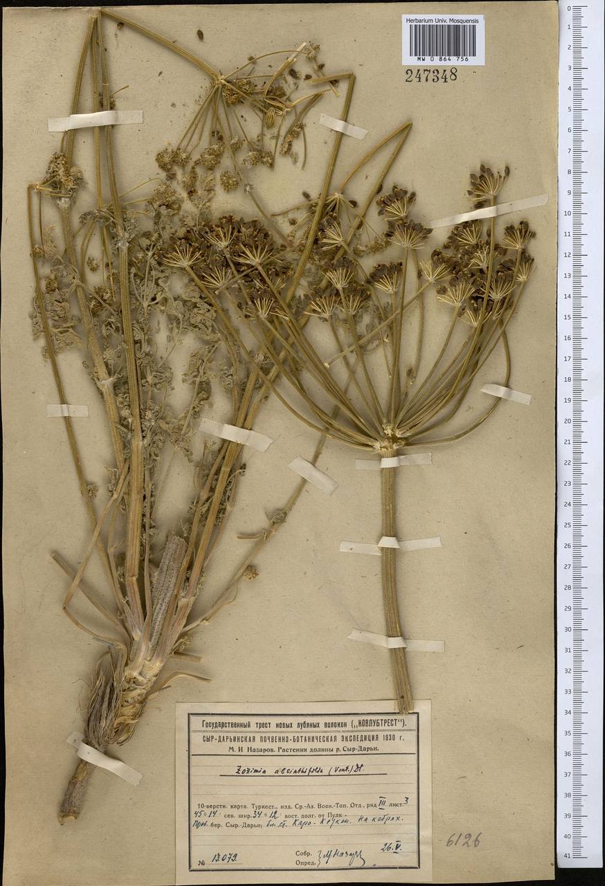 Zosima absinthiifolia (Vent.) Link, Middle Asia, Syr-Darian deserts & Kyzylkum (M7) (Kazakhstan)