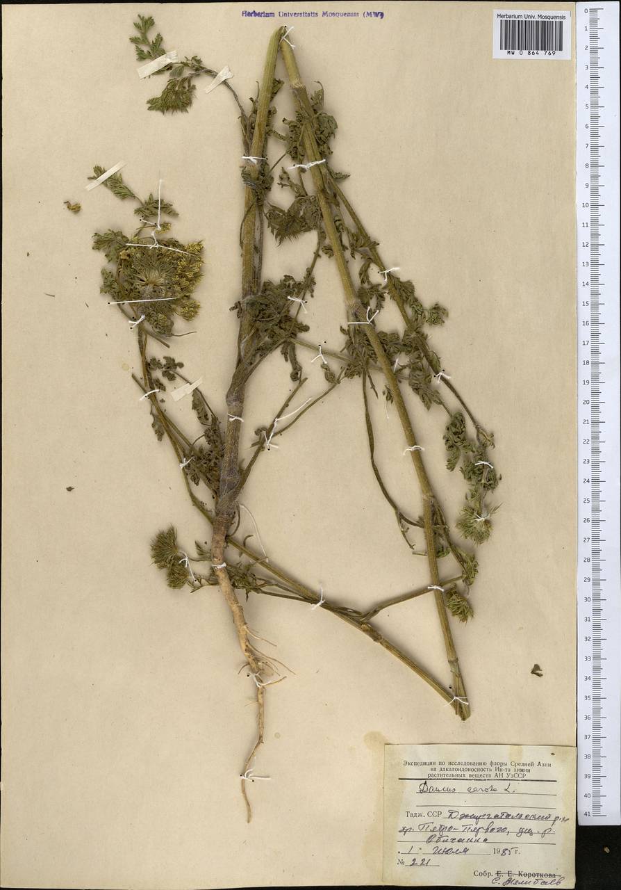 Daucus carota L., Middle Asia, Pamir & Pamiro-Alai (M2) (Tajikistan)