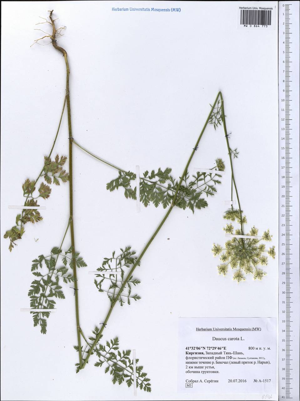 Daucus carota L., Middle Asia, Western Tian Shan & Karatau (M3) (Kyrgyzstan)