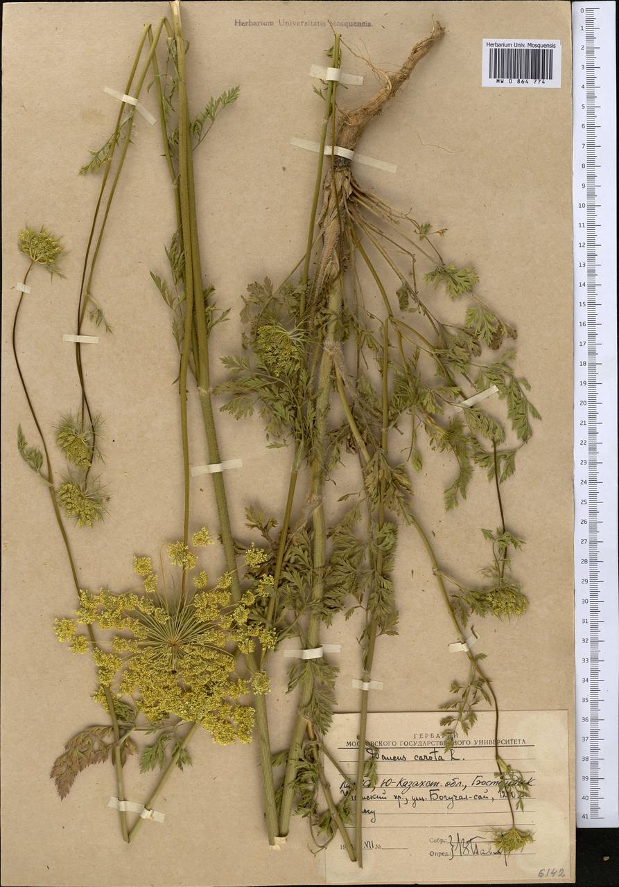 Daucus carota L., Middle Asia, Western Tian Shan & Karatau (M3) (Uzbekistan)