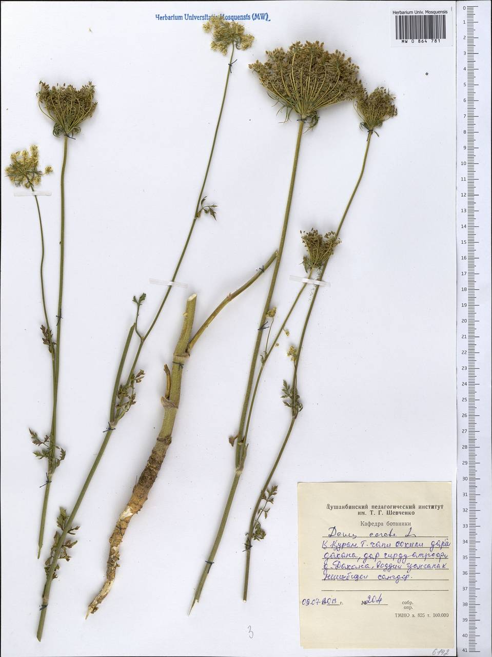 Daucus carota L., Middle Asia, Western Tian Shan & Karatau (M3) (Tajikistan)