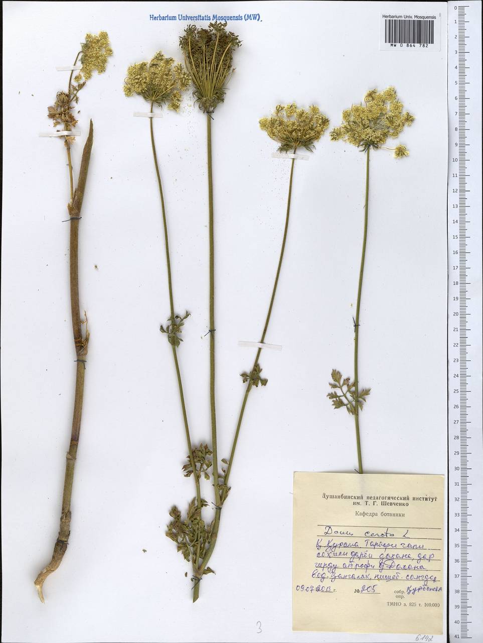 Daucus carota L., Middle Asia, Western Tian Shan & Karatau (M3) (Tajikistan)