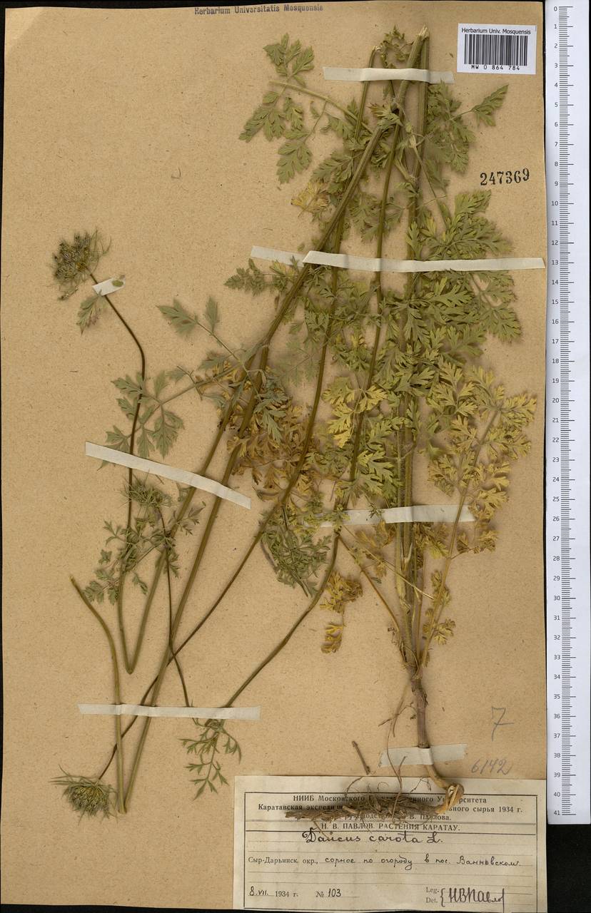 Daucus carota L., Middle Asia, Western Tian Shan & Karatau (M3) (Kazakhstan)