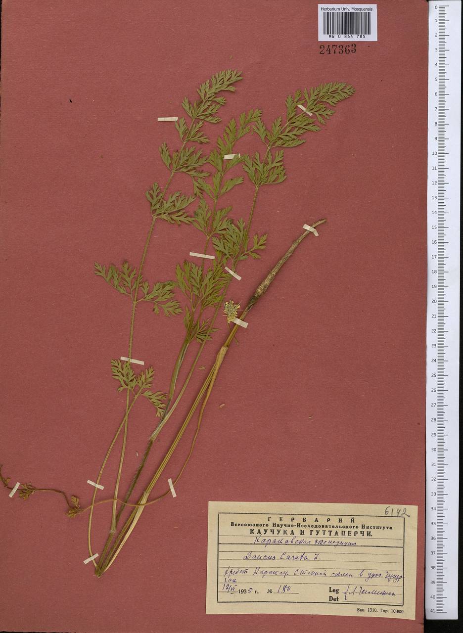 Daucus carota L., Middle Asia, Western Tian Shan & Karatau (M3) (Kazakhstan)