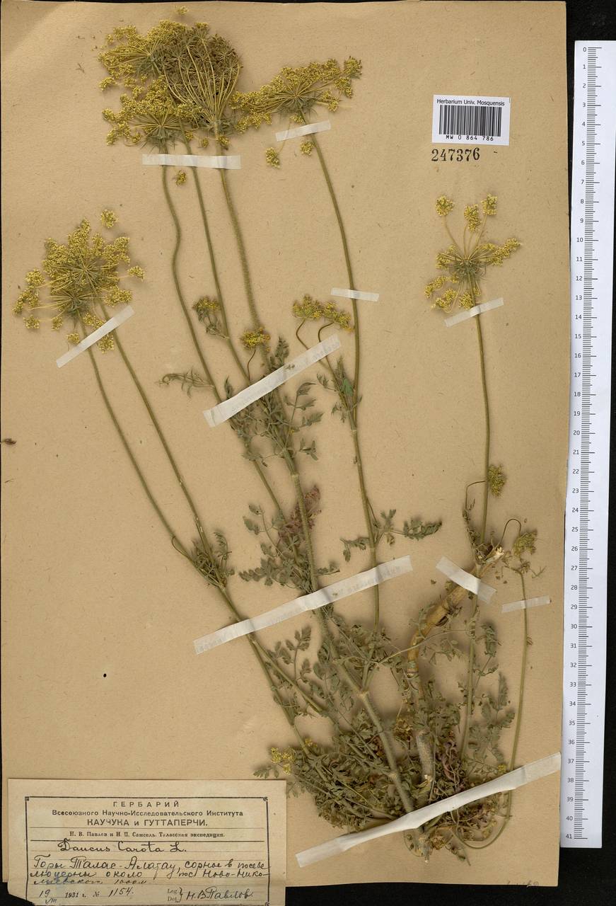 Daucus carota L., Middle Asia, Western Tian Shan & Karatau (M3) (Kazakhstan)