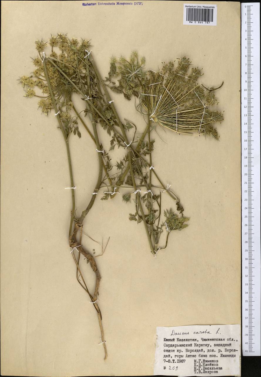 Daucus carota L., Middle Asia, Western Tian Shan & Karatau (M3) (Kazakhstan)