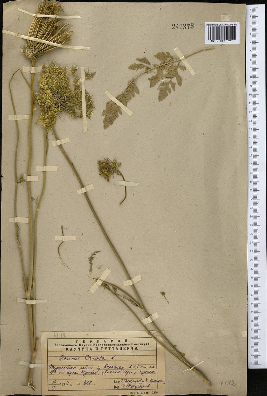 Daucus carota L., Middle Asia, Western Tian Shan & Karatau (M3) (Kazakhstan)