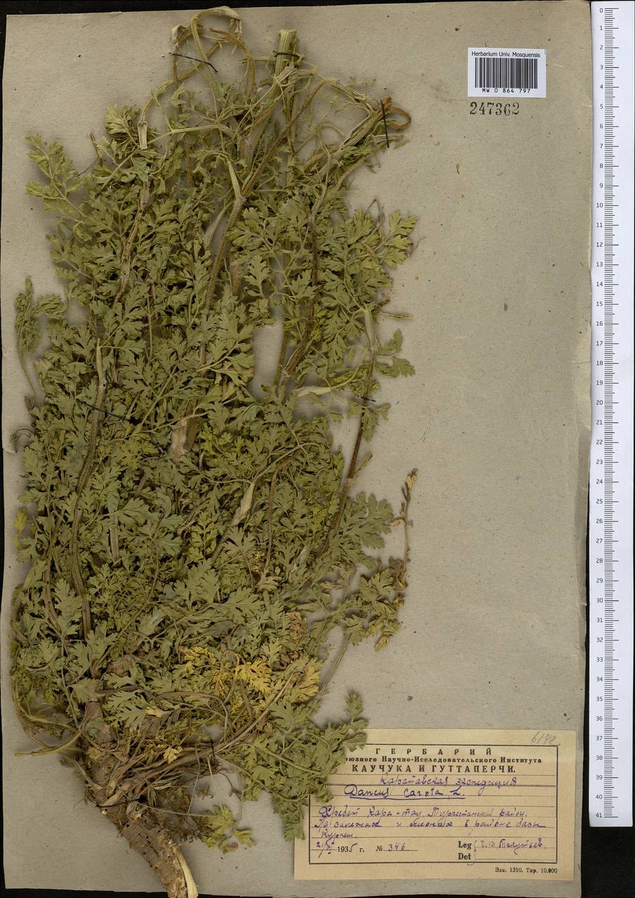 Daucus carota L., Middle Asia, Western Tian Shan & Karatau (M3) (Kazakhstan)