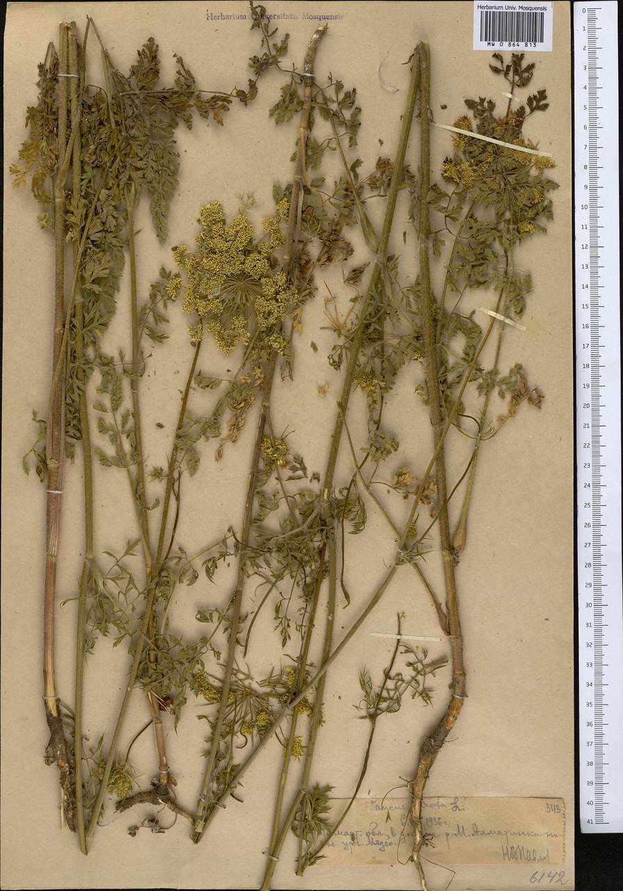 Daucus carota L., Middle Asia, Northern & Central Tian Shan (M4) (Kazakhstan)