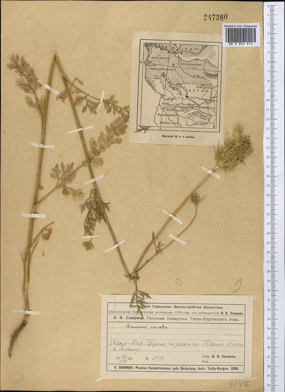 Daucus carota L., Middle Asia, Dzungarian Alatau & Tarbagatai (M5) (Kazakhstan)