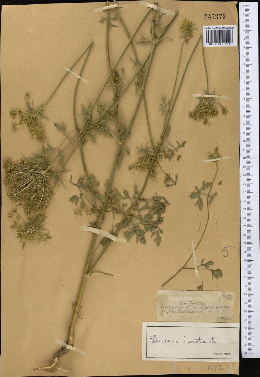 Daucus carota L., Middle Asia, Dzungarian Alatau & Tarbagatai (M5) (Kazakhstan)