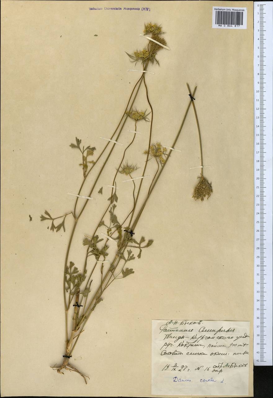 Daucus carota L., Middle Asia, Dzungarian Alatau & Tarbagatai (M5) (Kazakhstan)