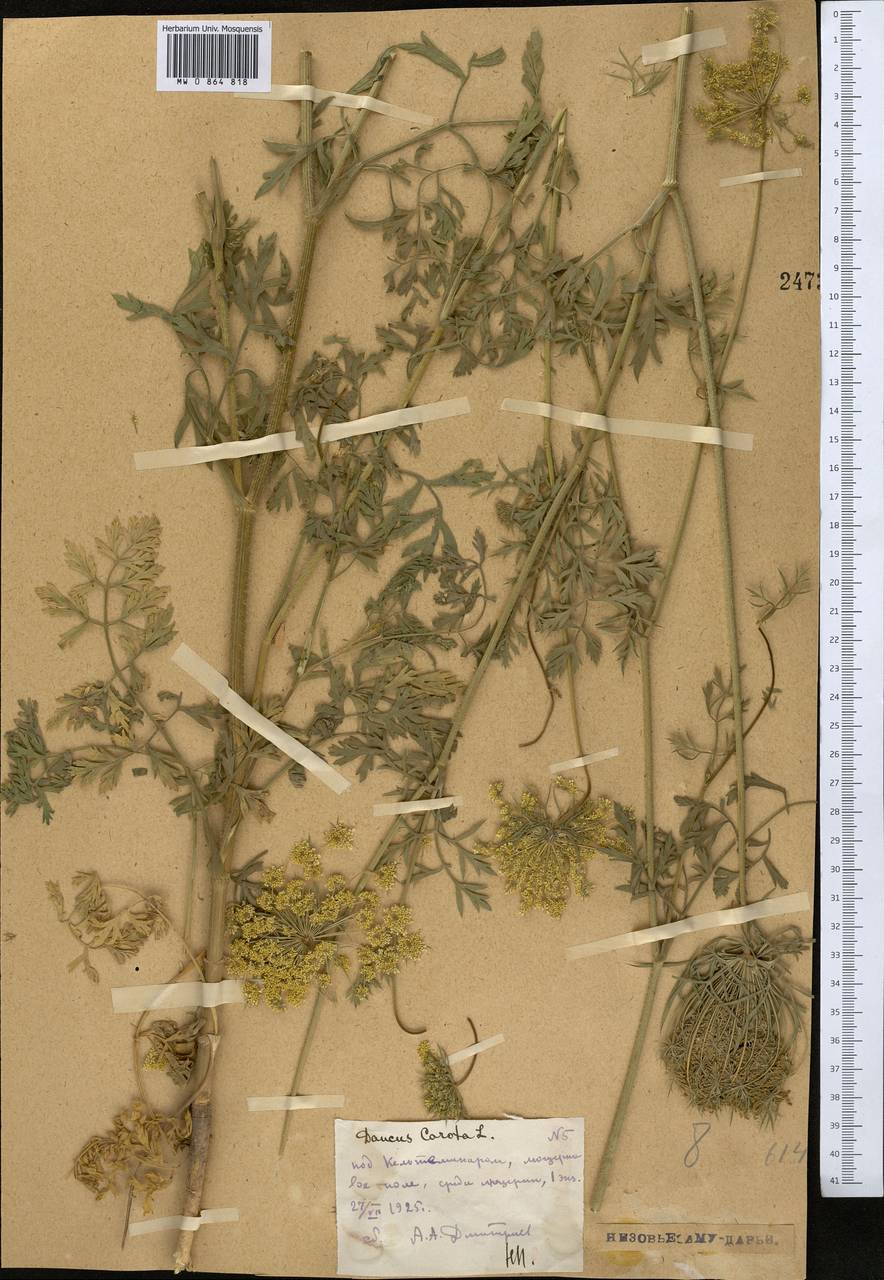 Daucus carota L., Middle Asia, Syr-Darian deserts & Kyzylkum (M7) (Uzbekistan)