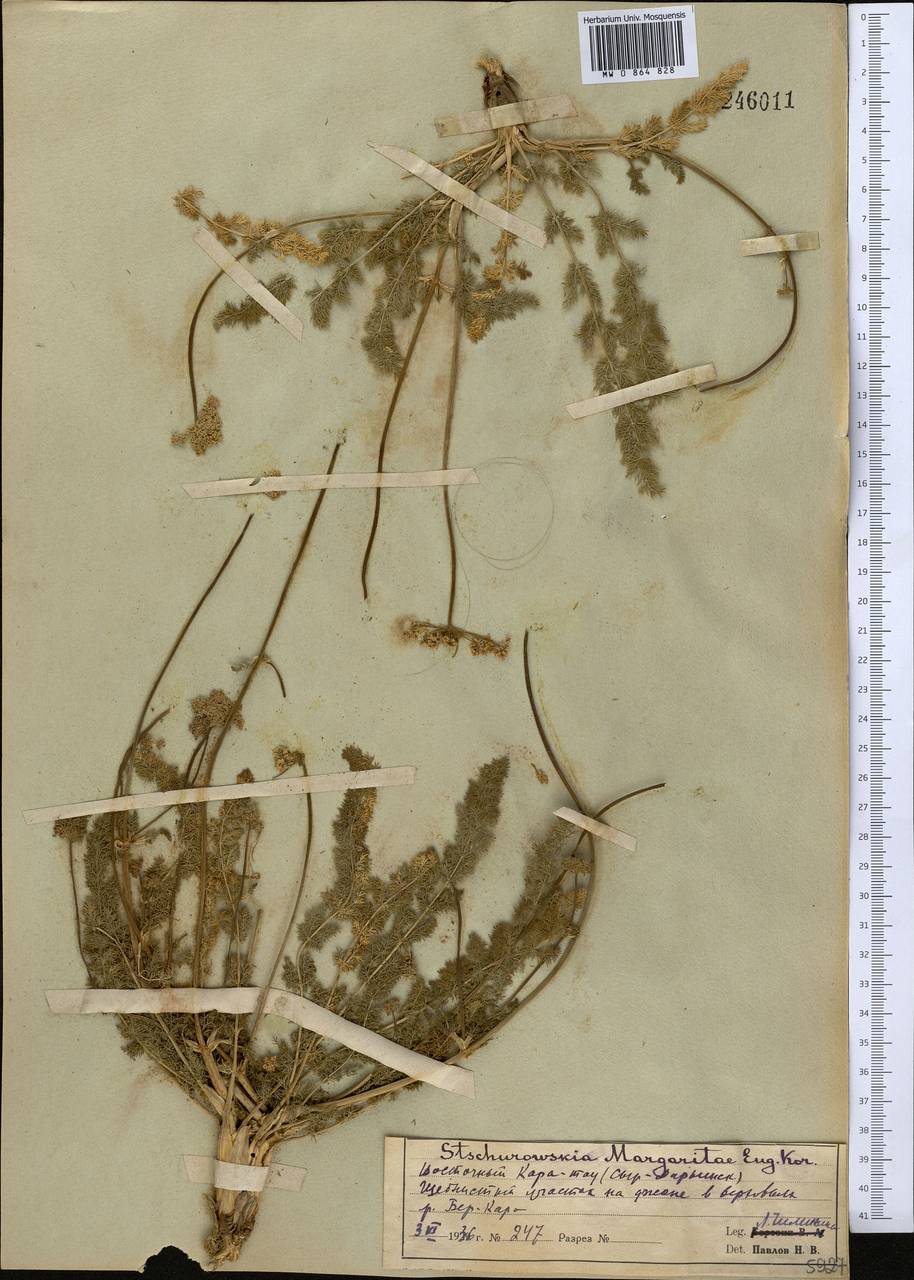 Schtschurowskia margaritae Korov., Middle Asia, Western Tian Shan & Karatau (M3) (Kazakhstan)
