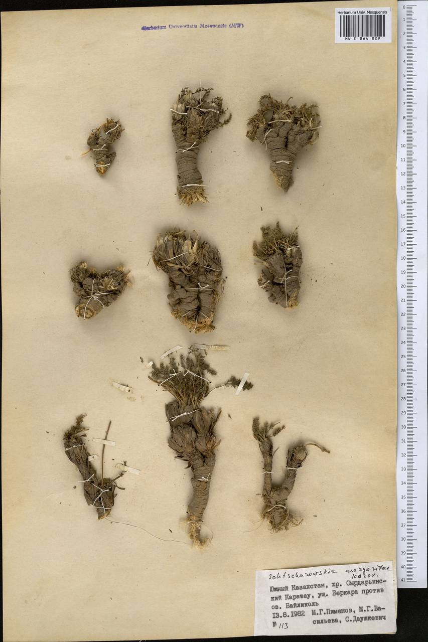 Schtschurowskia margaritae Korov., Middle Asia, Western Tian Shan & Karatau (M3) (Kazakhstan)