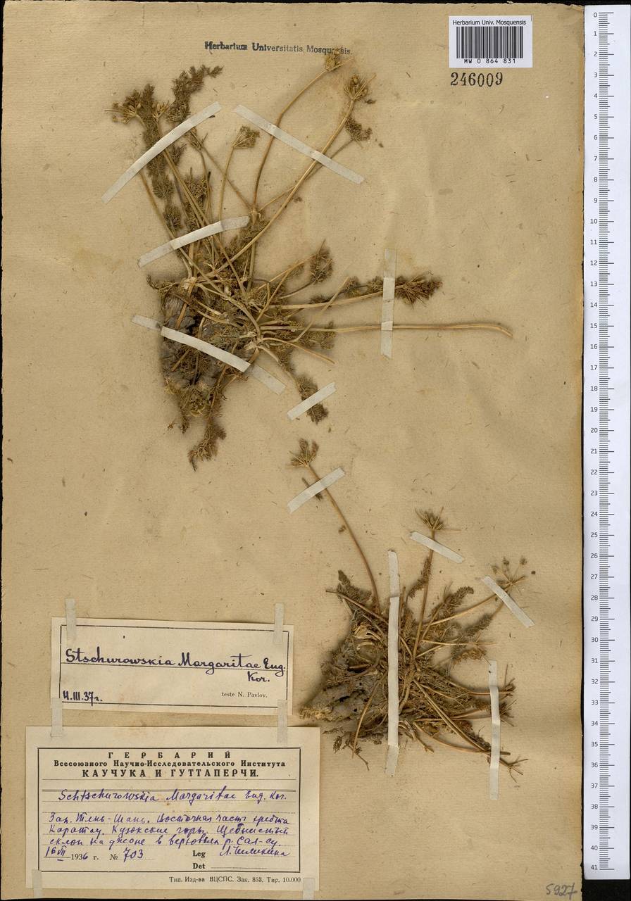 Schtschurowskia margaritae Korov., Middle Asia, Western Tian Shan & Karatau (M3) (Kazakhstan)