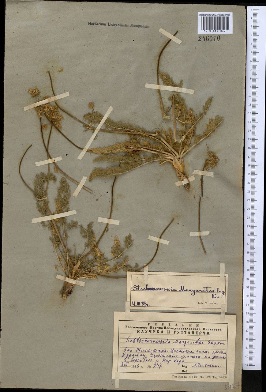 Schtschurowskia margaritae Korov., Middle Asia, Western Tian Shan & Karatau (M3) (Kazakhstan)