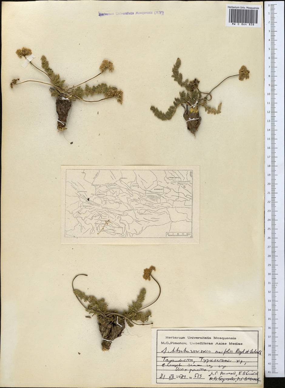 Schtschurowskia meifolia Regel & Schmalh., Middle Asia, Pamir & Pamiro-Alai (M2) (Tajikistan)