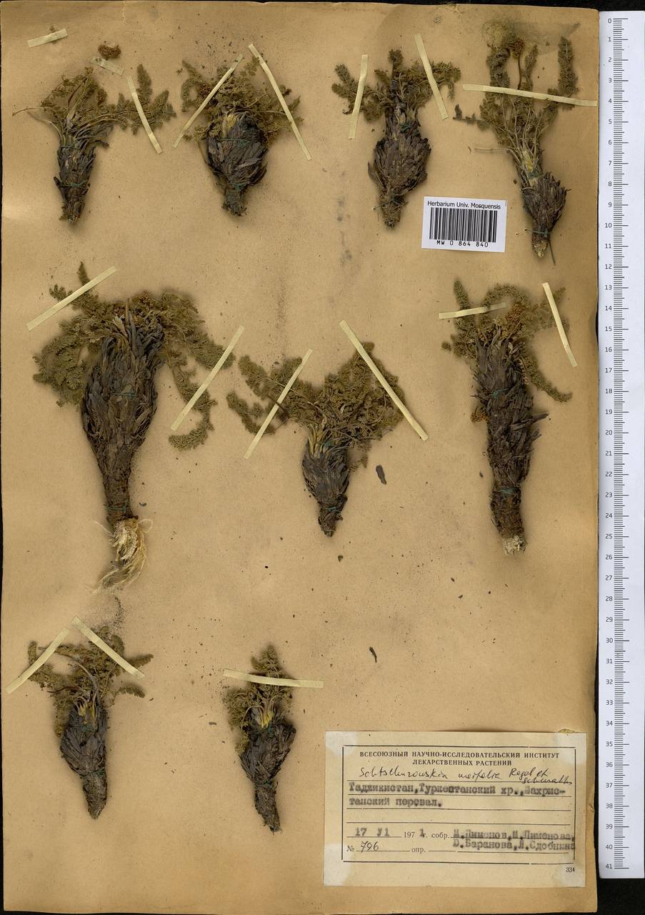 Schtschurowskia meifolia Regel & Schmalh., Middle Asia, Pamir & Pamiro-Alai (M2) (Tajikistan)