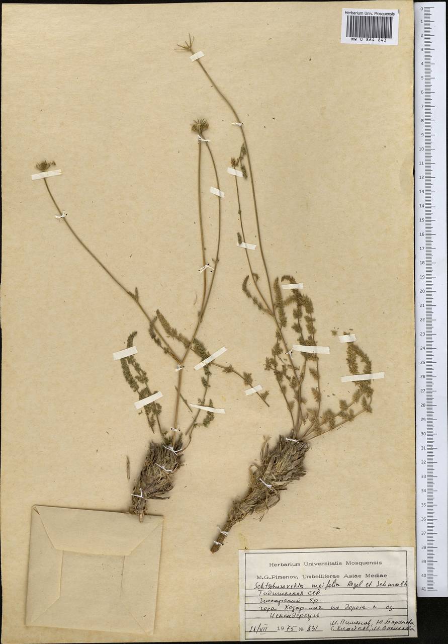 Schtschurowskia meifolia Regel & Schmalh., Middle Asia, Pamir & Pamiro-Alai (M2) (Tajikistan)