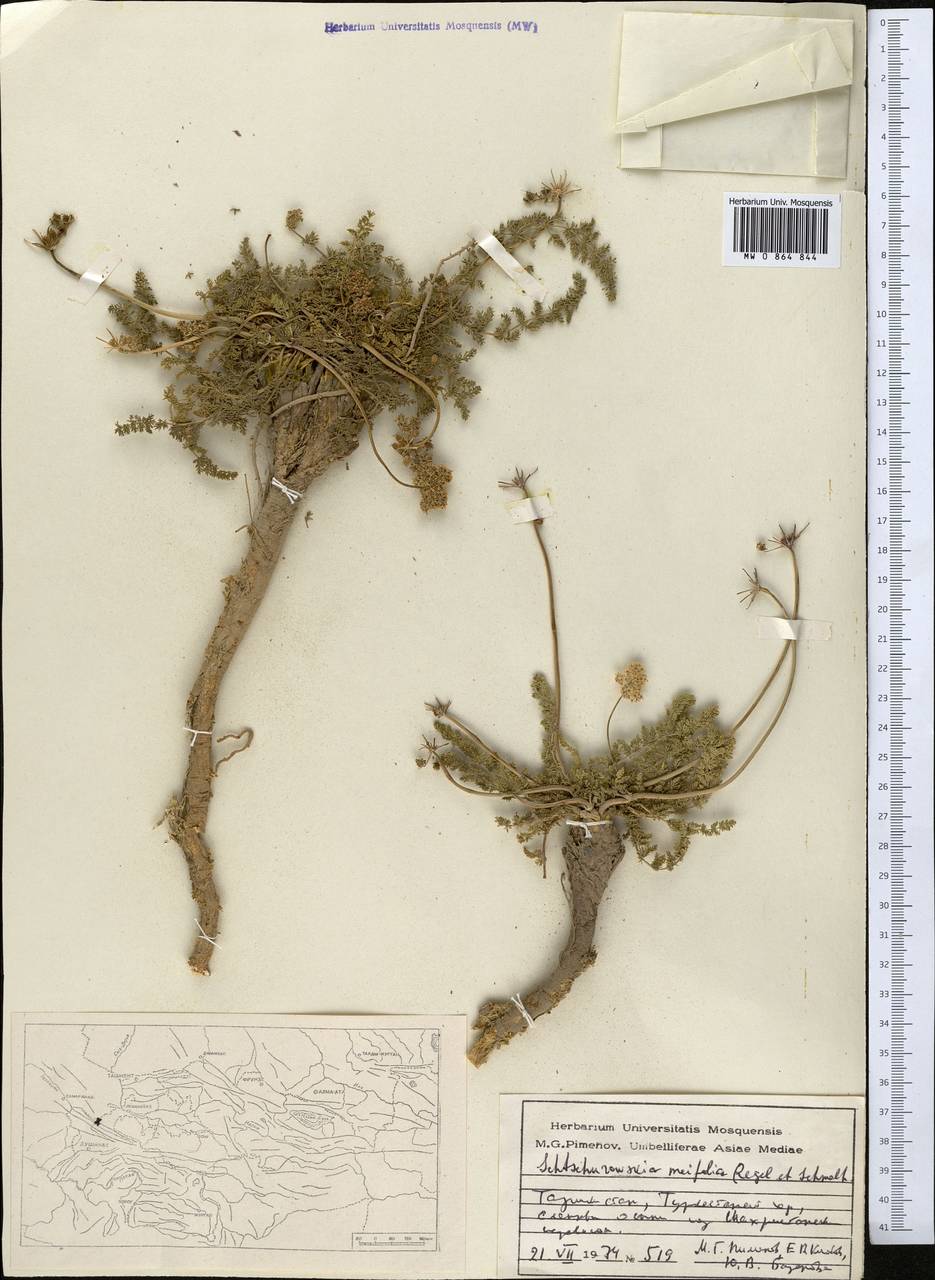 Schtschurowskia meifolia Regel & Schmalh., Middle Asia, Pamir & Pamiro-Alai (M2) (Tajikistan)