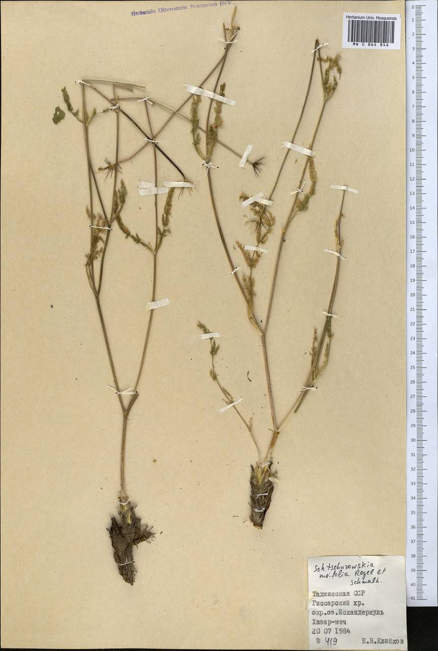 Schtschurowskia meifolia Regel & Schmalh., Middle Asia, Pamir & Pamiro-Alai (M2) (Tajikistan)