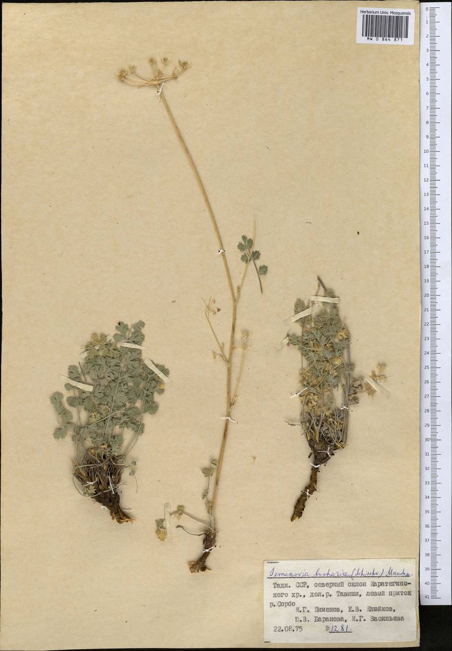 Semenovia bucharica (B.Fedtsch. ex Schischk.) Manden., Middle Asia, Pamir & Pamiro-Alai (M2) (Tajikistan)