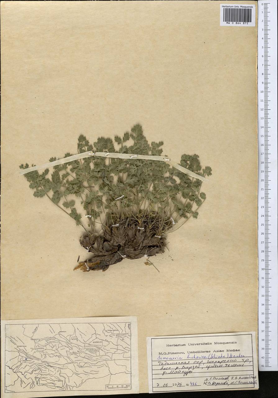 Semenovia bucharica (B.Fedtsch. ex Schischk.) Manden., Middle Asia, Pamir & Pamiro-Alai (M2) (Tajikistan)