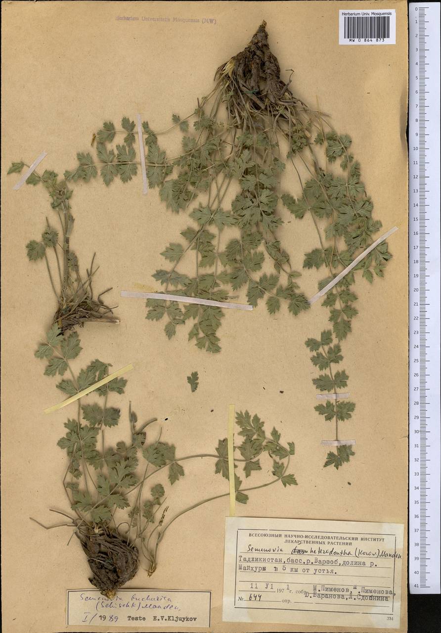 Semenovia bucharica (B.Fedtsch. ex Schischk.) Manden., Middle Asia, Pamir & Pamiro-Alai (M2) (Tajikistan)